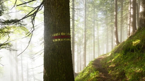Godrays in a Foggy Forest Stock-Footage 319843073