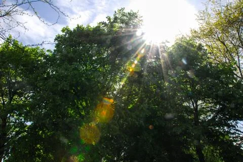 Godrays through the tree while walking in the forest Foto stock