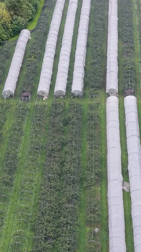 Godshill Orchards vertical drone flyover on Isle of Wight fruit farm rows with Stock Footage 339071862