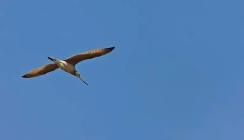 Godwit in flight Stock Photos
