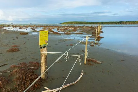 Godwit Habitat Stock Photos