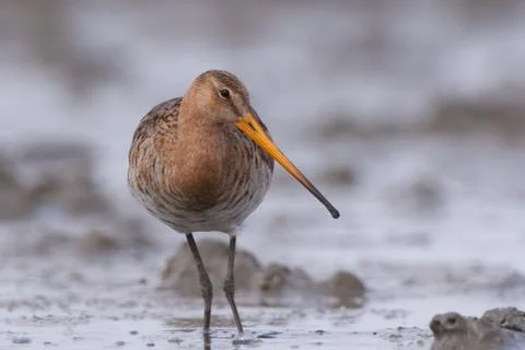 Godwit in mud Stock Photos