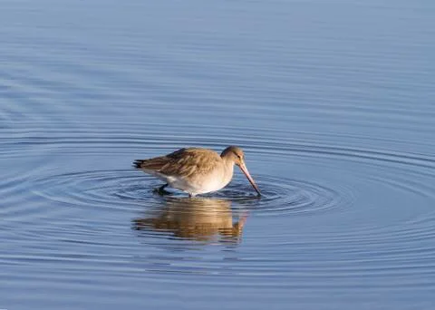 Godwit Stock Photos