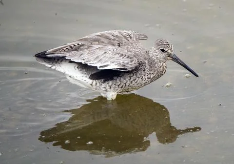 Godwit Saskatchewan Canada Stock Photos