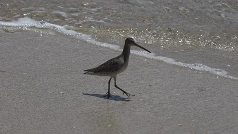 Godwit shore bird on the beach Stock Footage 252987369