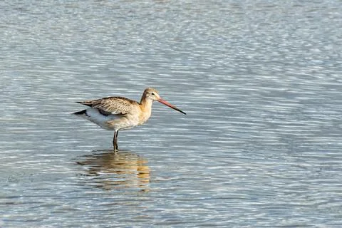 Godwit in water Stock Photos