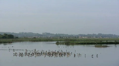Godwits at dawn Stock-Footage 355467