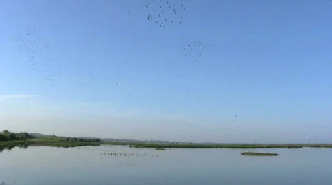 Godwits, waders at dawn Stock-Footage 355466