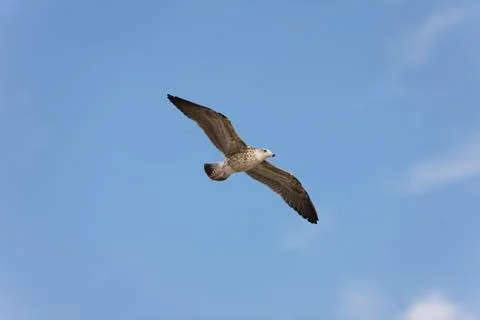 GOELAND Stock Photos