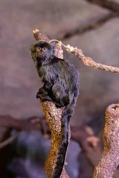 Goeldi's marmoset looking directly at camera on branch 库存照片