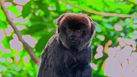 Goeldis Marmoset Monkey, Posing In Front Of Camera, Scratching Its Belly, Stock Footage 137636822