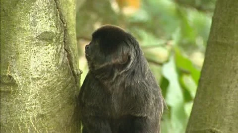 Goeldi's marmoset or Goeldi's monkey (Callimico goeldii) Video stock 20625410