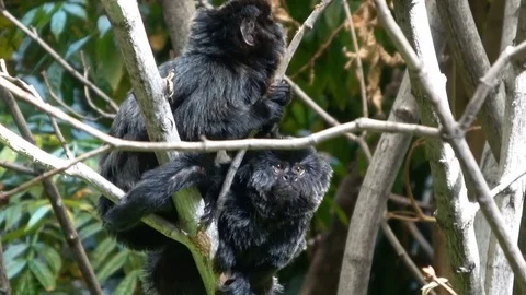 Goeldi's marmosets on tree 스톡 동영상 85333157