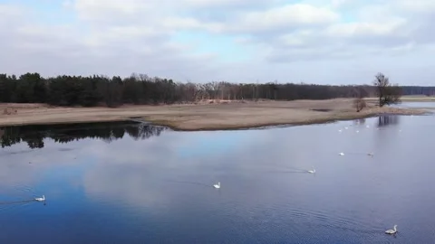 Goes around drone view of swans on the Odra River in Poland Stock Footage 218433489
