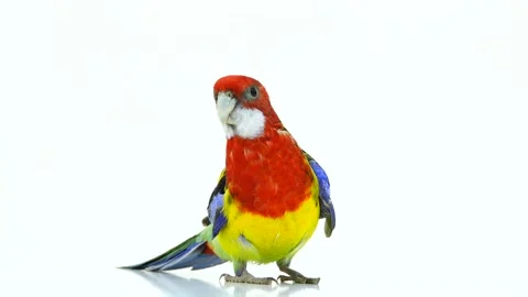 Goes back  Rosella parrot isolated on white screen Stock Footage 100629435