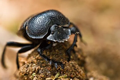 Gofer beetle Stock Photos