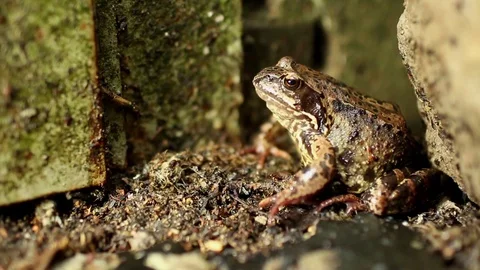 Goggle-eyed Toad Stock Footage 78766788