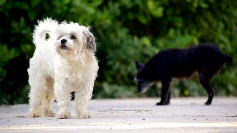 Gogs at countryside protecting property, barking threatening. Stock-Footage 117940465