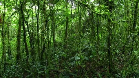 Going alongside the many vines covered in grass in a forest with a green color Stock Footage 151279634