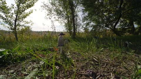 Going around mushrooms in the green grass Stock Footage 228671572