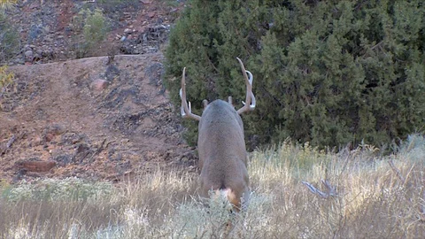Going AwayShot of a Mule Deer Buck Mounting a Doe Stock Footage 117660773