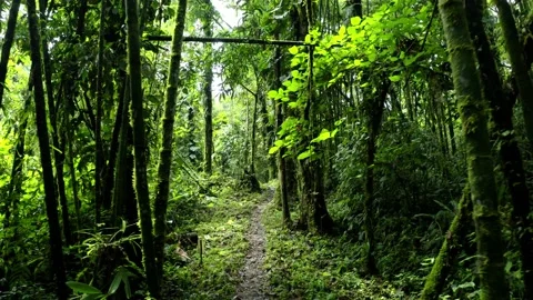Going backwards over a hiking trail showing the bamboo at both sides Stock Footage 151279733