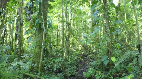Going backwards on a small footpath through a tropical forest Stock Footage 146753309