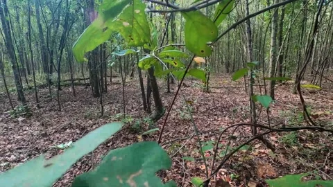 Going backwards through leaves in the forest Stock Footage 142022261