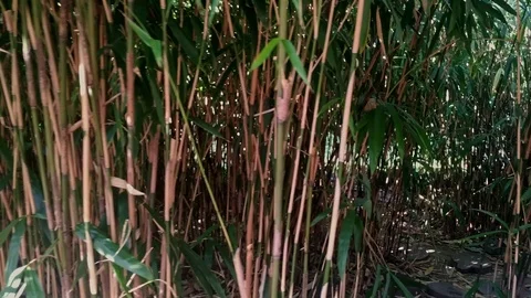 Going into the cane UHD1 Video stock 118401216