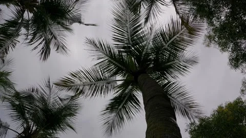 Going up coconut tree Stock Footage 155887920