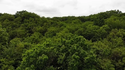 Going deeper above wild dense forest aerial Stock Footage 109175488