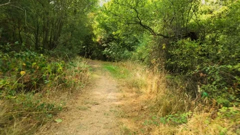 Going deeper into the the forest, dappled sunlight Видео 344992805