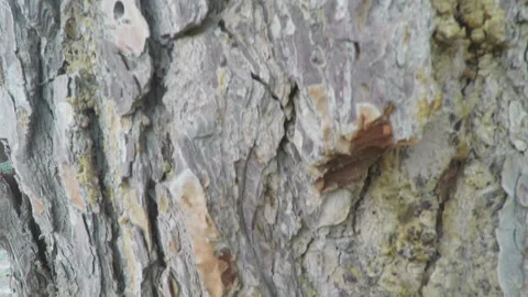 Going down on bark background Stock Footage 93381630