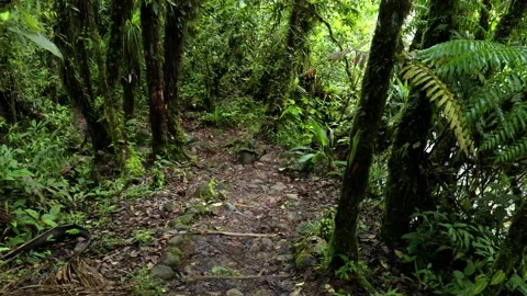 Going down a beautiful trail in a tropical forest with many different plants Stock Footage 151278740
