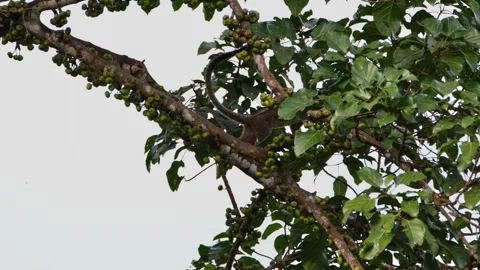 Going down the branch and up hiding behind thick leaves, Three-striped Stock Footage 266417565