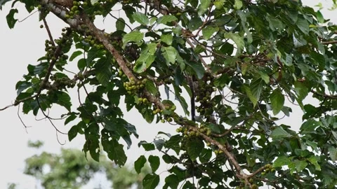 Going down the branch hiding behind thick leaves as it looks for fruits to Stock Footage 268424288
