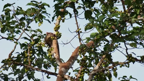 Going down the branch as it looks for the best fruit then goes up to stop Stock Footage 268795566