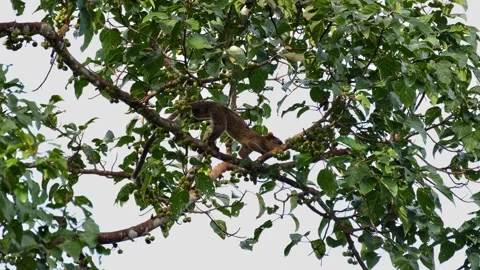 Going down the branch while looking for the right fruit to eat, Stock Footage 270937198
