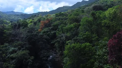 Going Down El Yunque Video stock 250253513