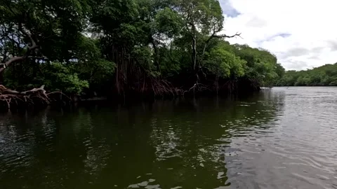 Going down the Jequia River and observing the Mangroves on the left Video stock 313157135