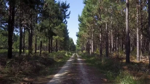 Going down a road through pinetree forest Stock Footage 71611071