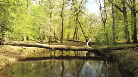 Going Downstream - New Forest Stock Footage 153994538