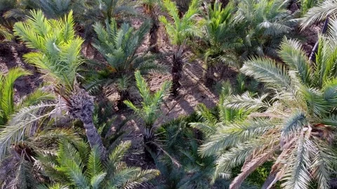 Going downwards inside an oasis / palm grove. Early morning sun. Video stock 138235241