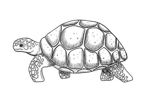 Going engraving sea turtle isolated on white background. Hand drawn line Stock Illustration