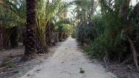 Going fast in a pathway surrounded by palm trees Video stock 138233919