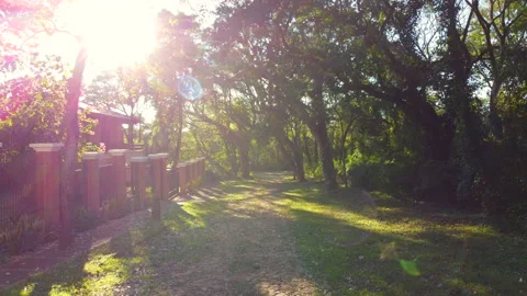 Going in a full of tree street slowly under the sun Stock Footage 156012885