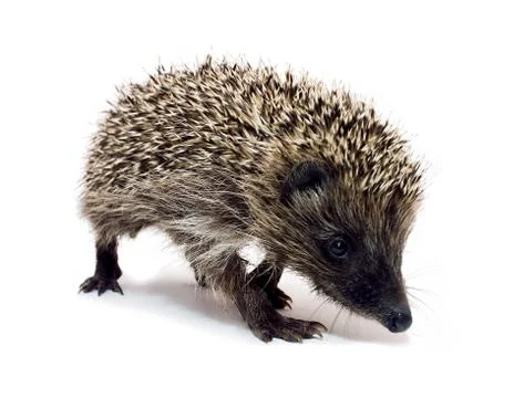 Going hedgehog Foto stock