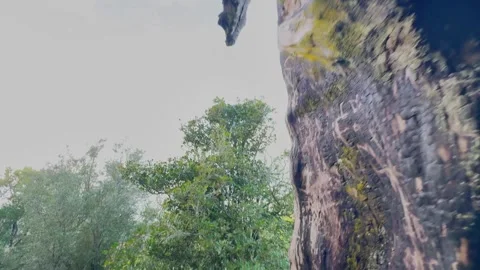 Going into inside a huge old broken hollow tree Stock Footage 320375169