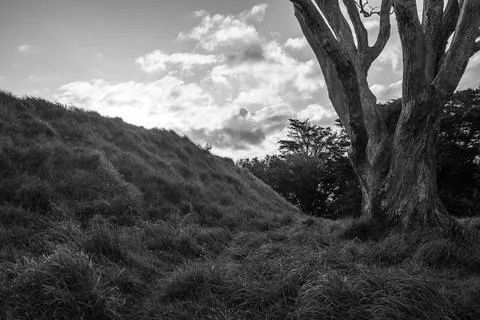 Going into inside a huge old broken hollow tree Stock-Fotos