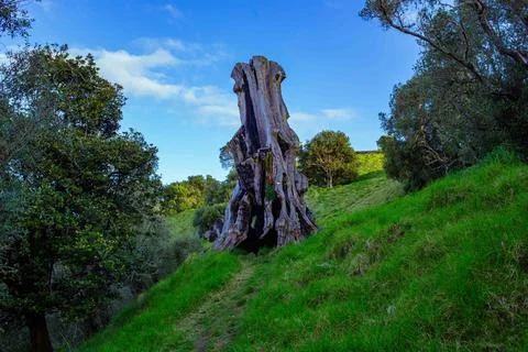 Going into inside a huge old broken hollow tree Foto stock